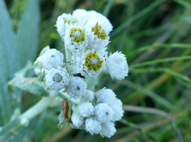 pearly everlasting flowers