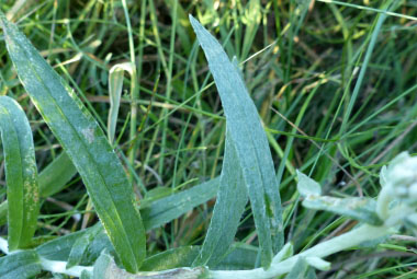 pearly everlasting leaves