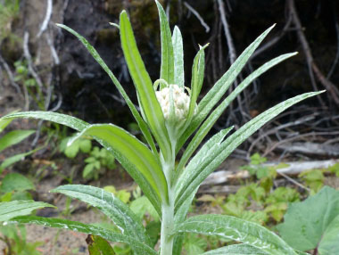 pearly everlasting new growth