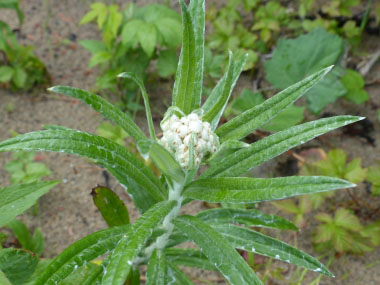 pearly everlasting plant