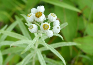 pearly everlasting