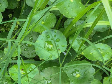 Hydrocotyle bonariensis