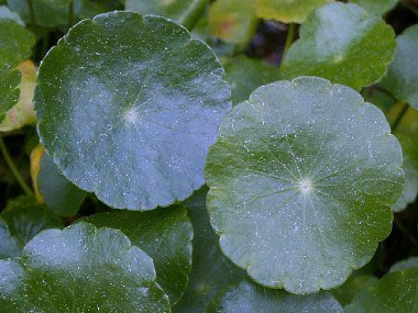 pennywort leaves