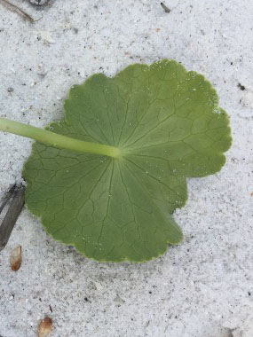 pennywort stem