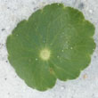 Pennywort