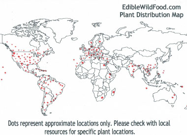 peppergrass distribution map