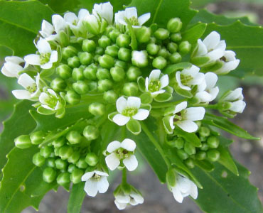 peppergrass flower head