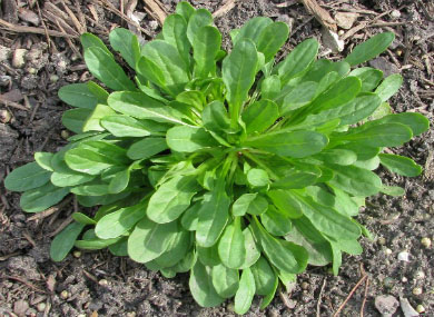 peppergrass new growth