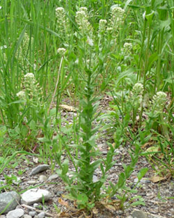 peppergrass plant