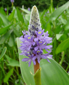 pickerelweed flower close up