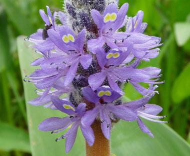 pickerelweed flower closeup