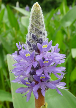 pickerelweed flower