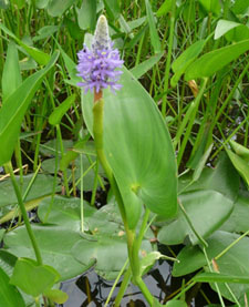 pickerelweed leaves