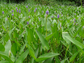 pickerelweed