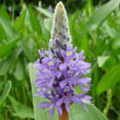 Pickerelweed