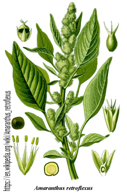 Amaranthus_retroflexus1