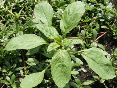 pigweed in soil