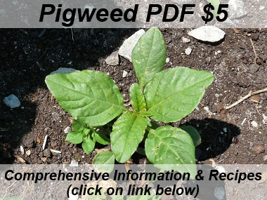 pigweed leaves