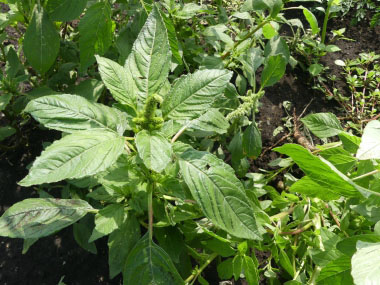 pigweed plant