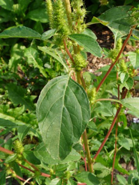 pigweed