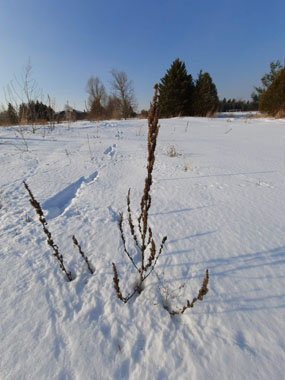 winter pigweed