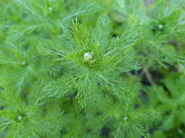 pineapple weed bloom