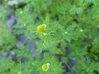 pineapple weed flower