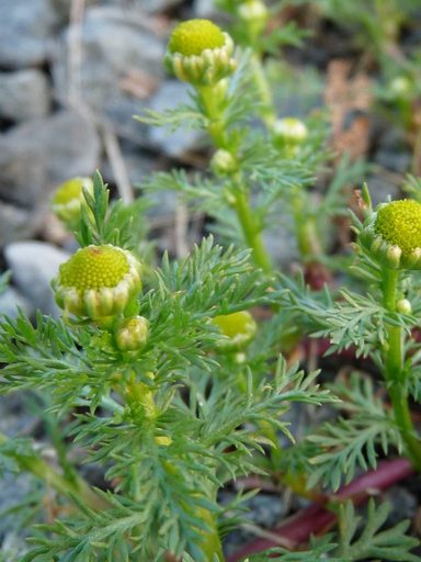 pineapple weed image