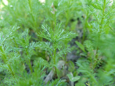 pineapple weed leaf