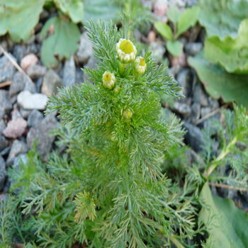 pineapple weed