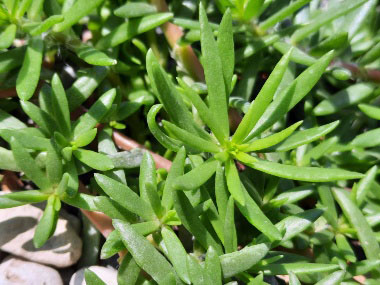 pink portulaca leaves
