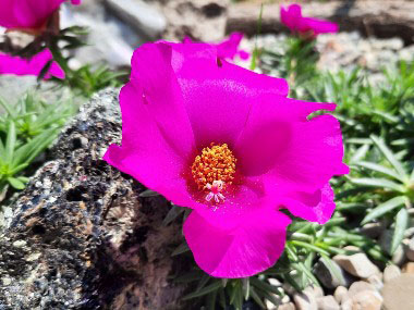 pink portulaca