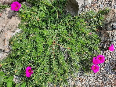 portulaca amilis