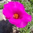 Pink Portulaca