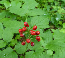 Baneberry