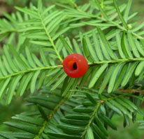 English Yew