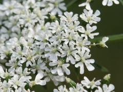 Fool's Parsley