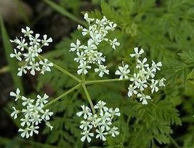 Poison Hemlock