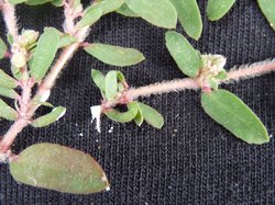 Hairy Stemmed Spurge