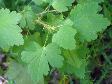 gooseberry leaves