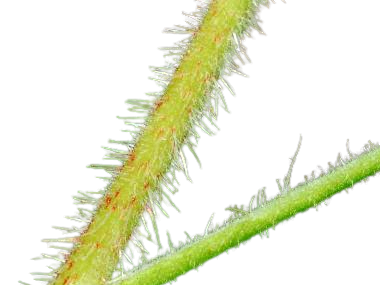 gooseberry petiole.jpg