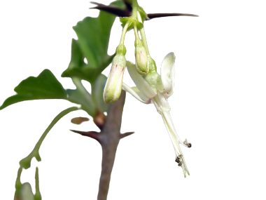 prickly gooseberry flower.jpg