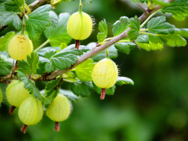 ribes cynobati