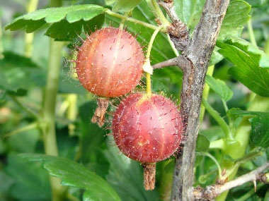 ripe gooseberries