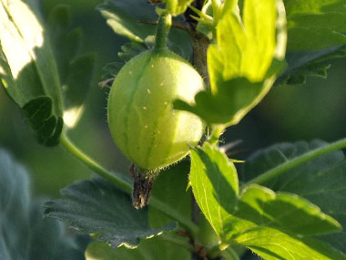 unripe gooseberry