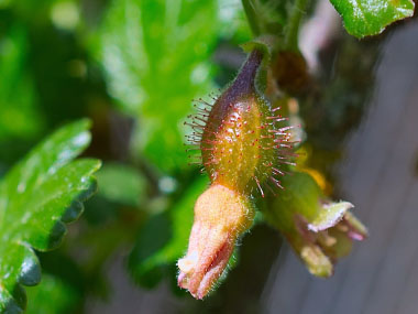 young gooseberry