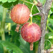 Prickly Gooseberry