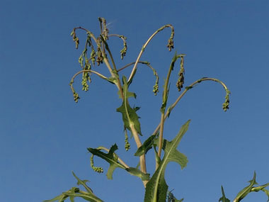 Lactuca serriola