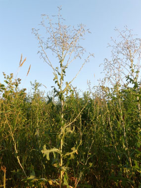 compass plant