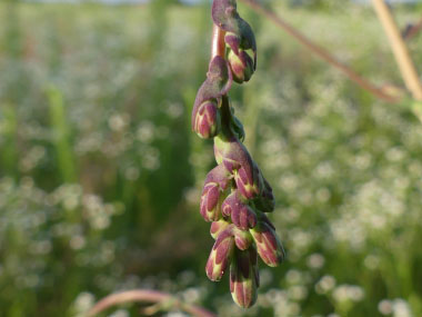 prickly lettuce flowerhead